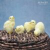 BABY CHICKEN 4PCS SET