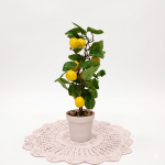 BONSAI LEMON
