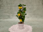 BONSAI LEMON - Image 2