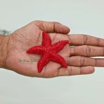 STAR FISH 4 PCS - Image 4